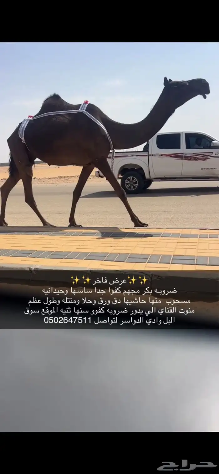 ضريبه كفو معزول منها بنتها سنها ثنيه 3