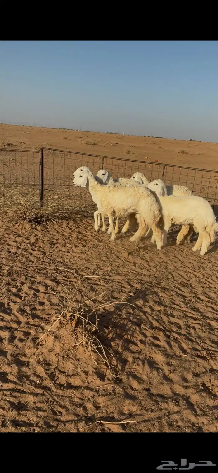 رخال صنف مقنوي علي فحول طيبه جداا 1