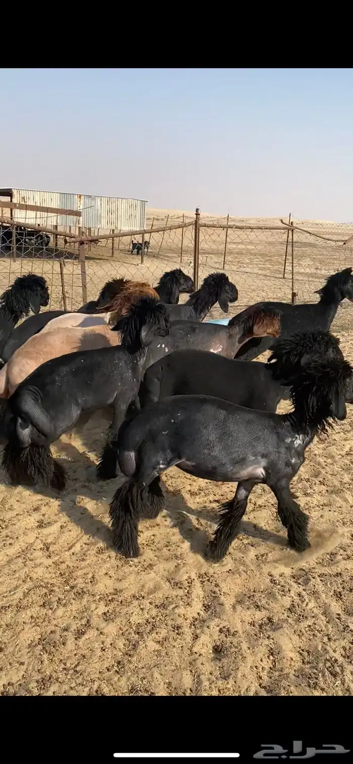 جذعات عرب طيبه 2