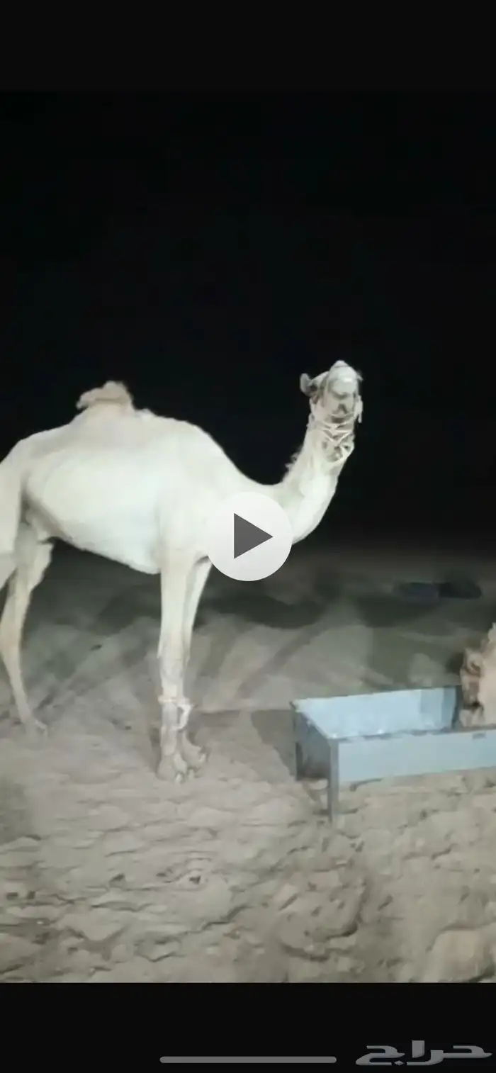 قعود طوع العمر لقي الموقع   شمال عفيف 0