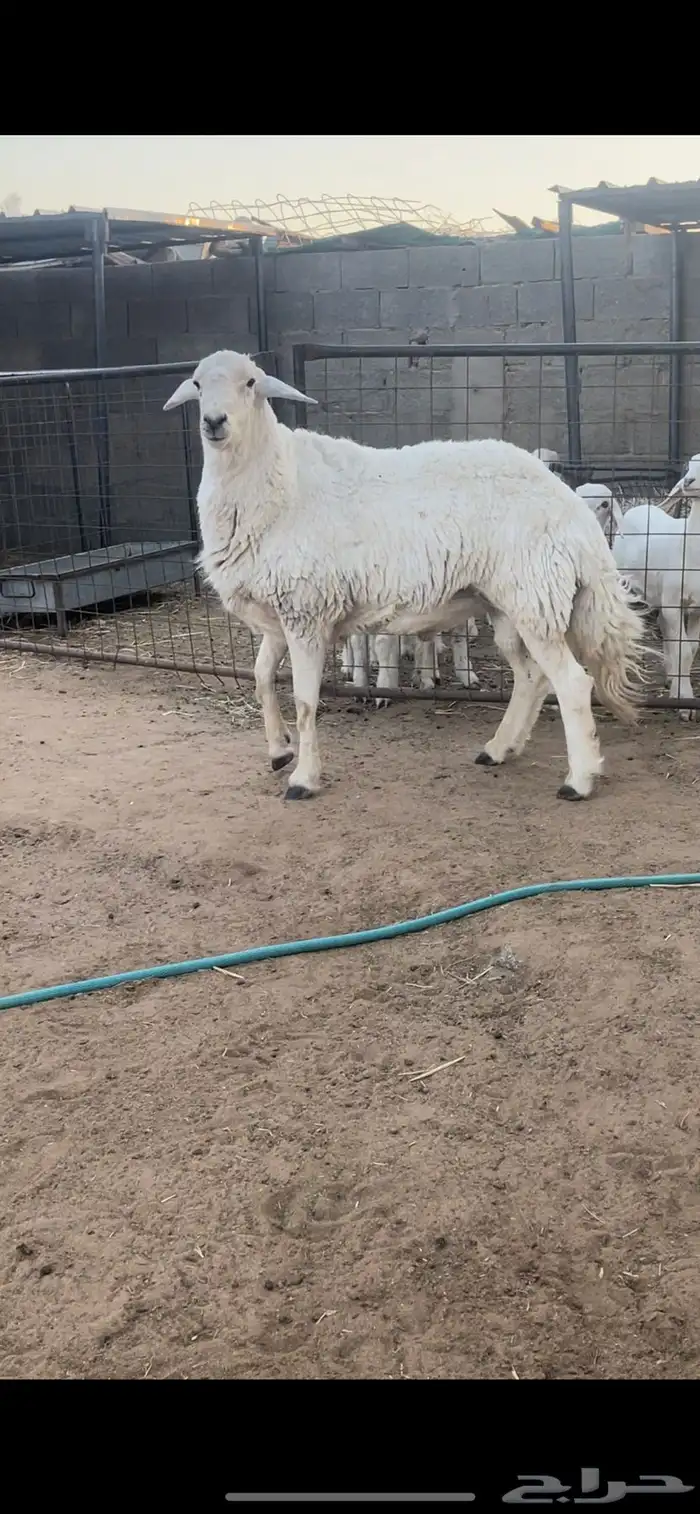 فحل حري 2