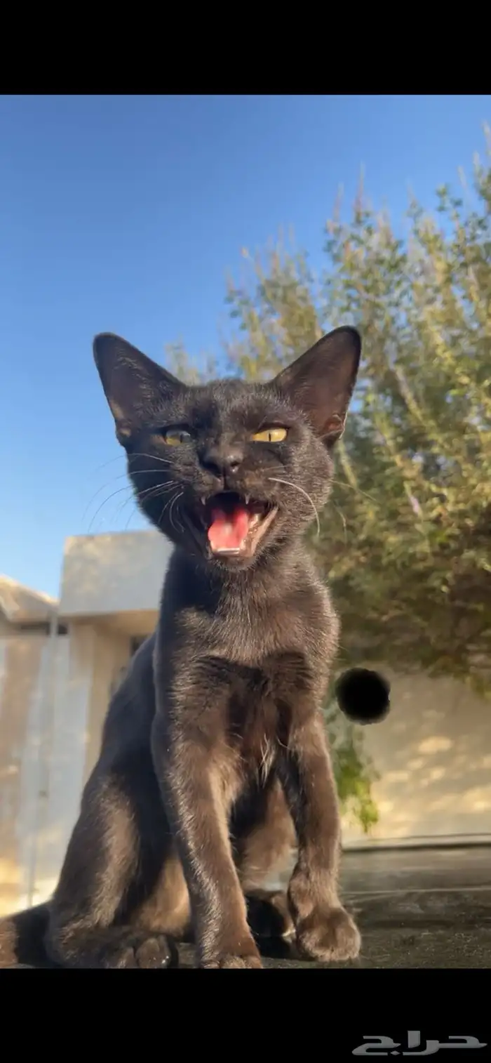 قطط لتبني 0