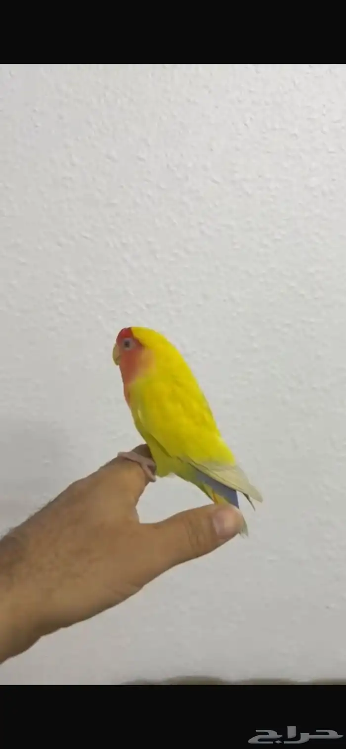 روز و قفص للانتاج كبير 2