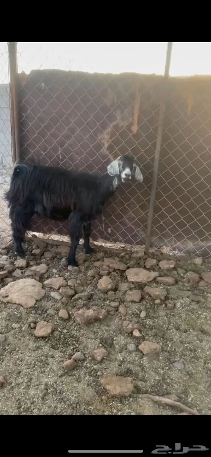 للبيع عنز 0