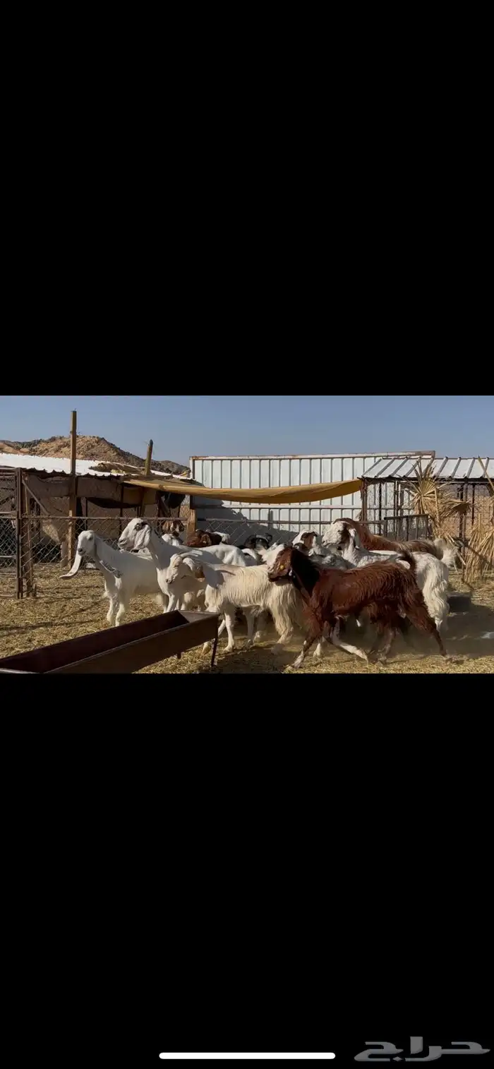 معزا مراح اباكير 5