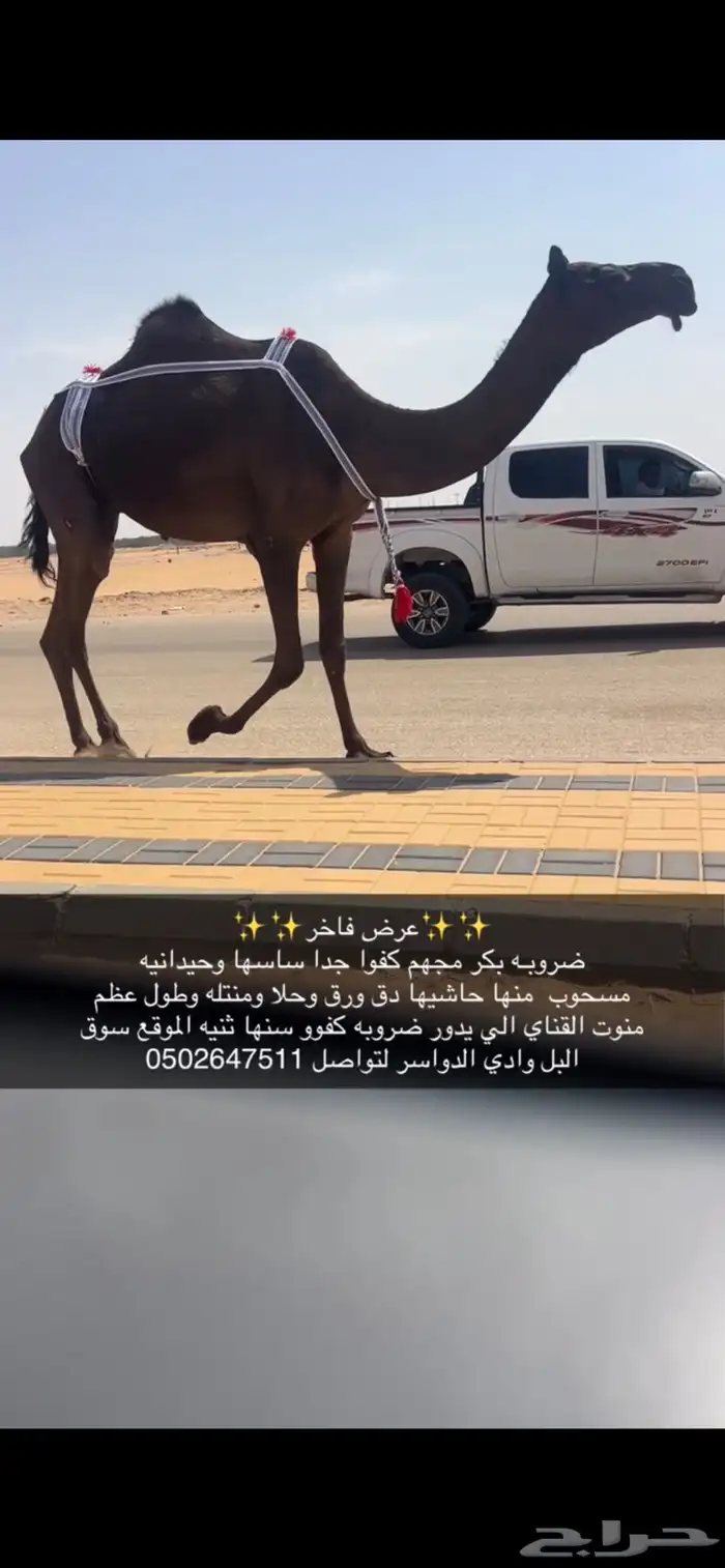 ضريبه كفو معزول منها بنتها سنها ثنيه 4