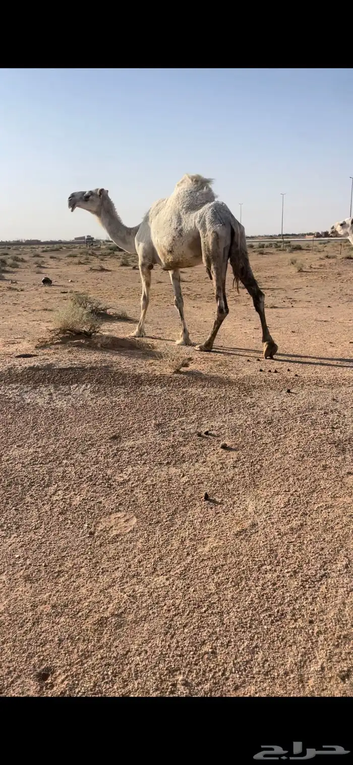 عشرا معها قعود 0