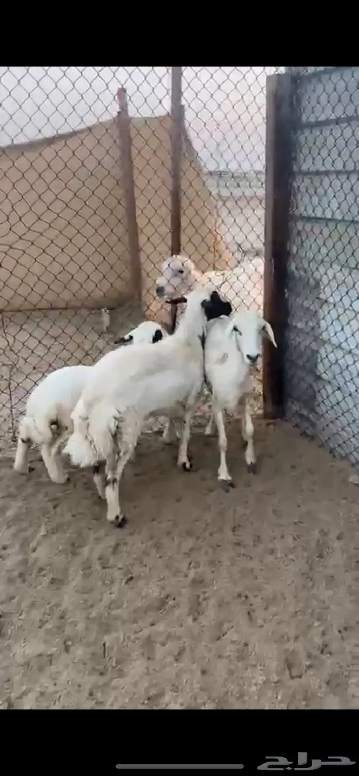 رغايث حريات 2