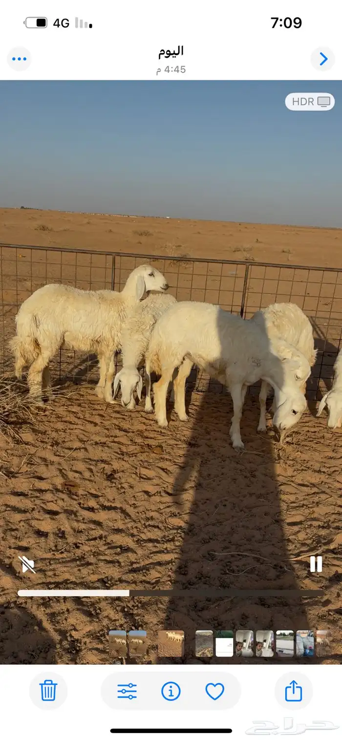 رخال صنف مقنوي علي فحول طيبه جداا 2