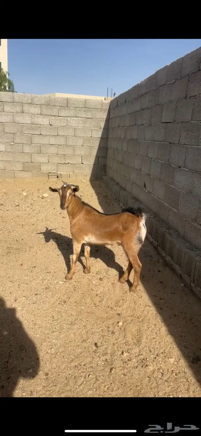 تيس انتاج وعل كفو 0