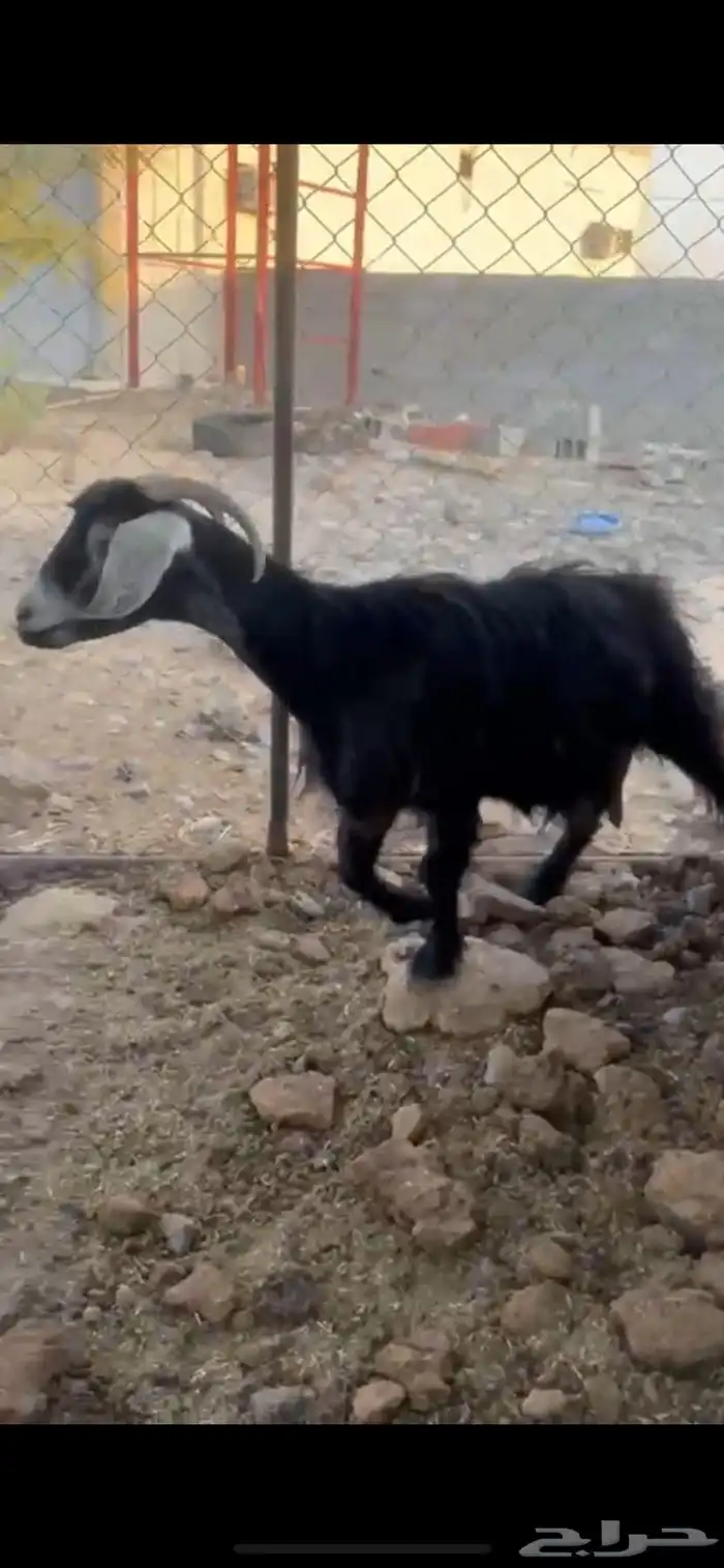 للبيع عنز 2
