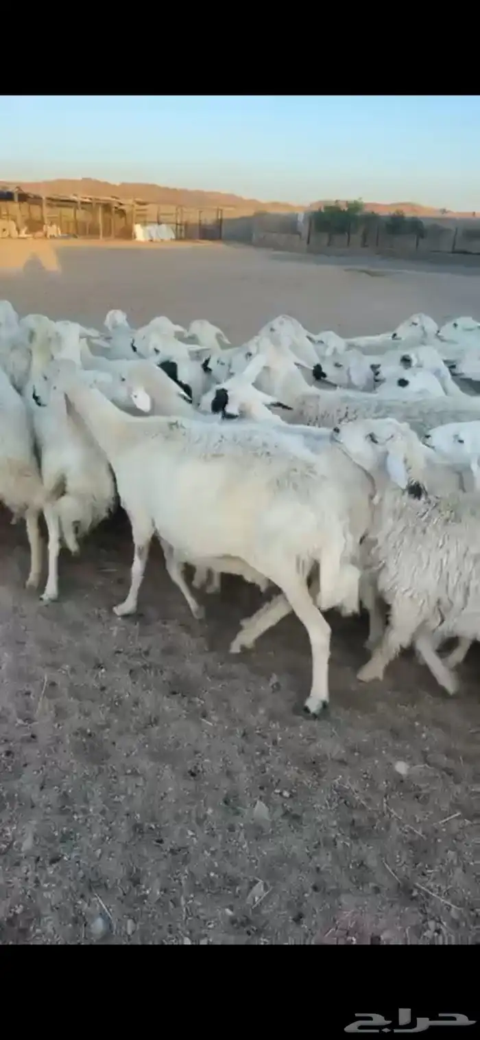 غنم دفع 18