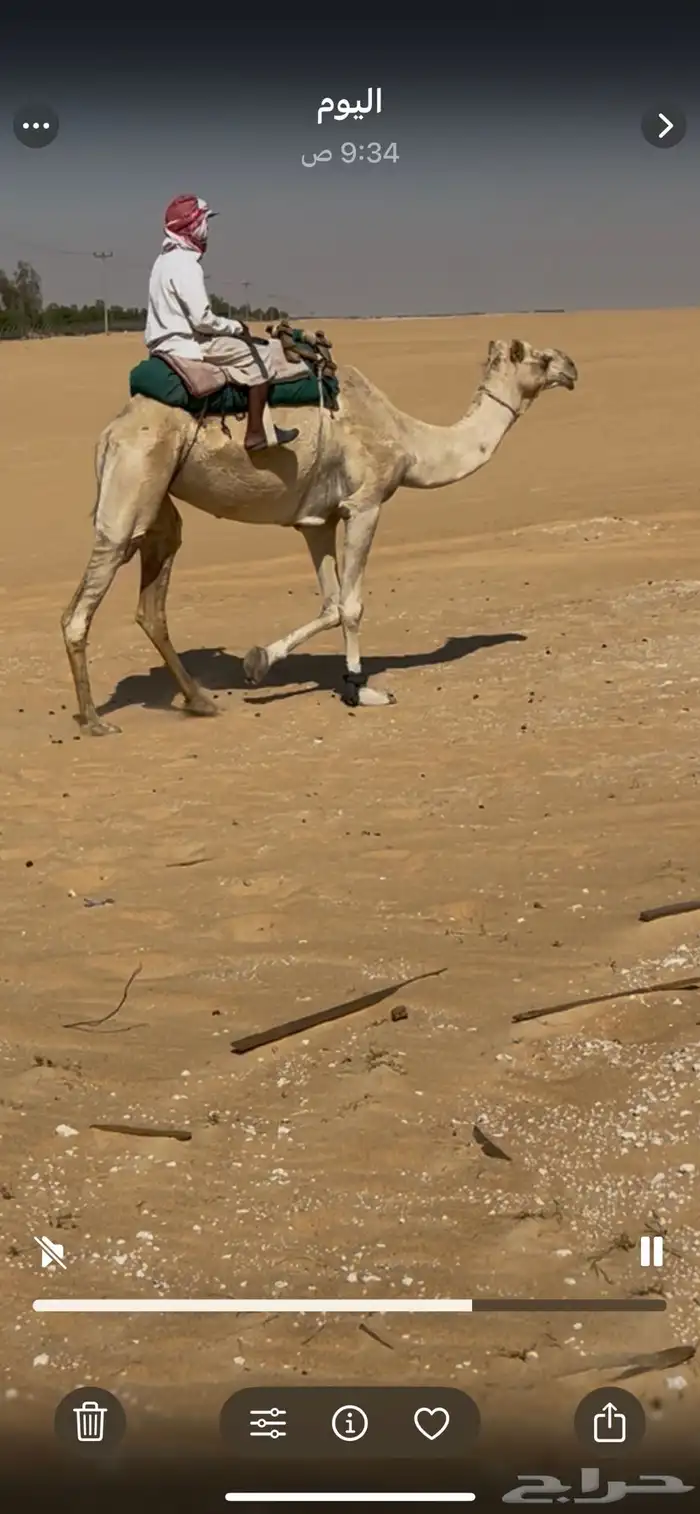 ركبي خصي طوع 0