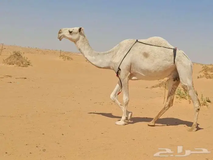 وضحا طيبه 0