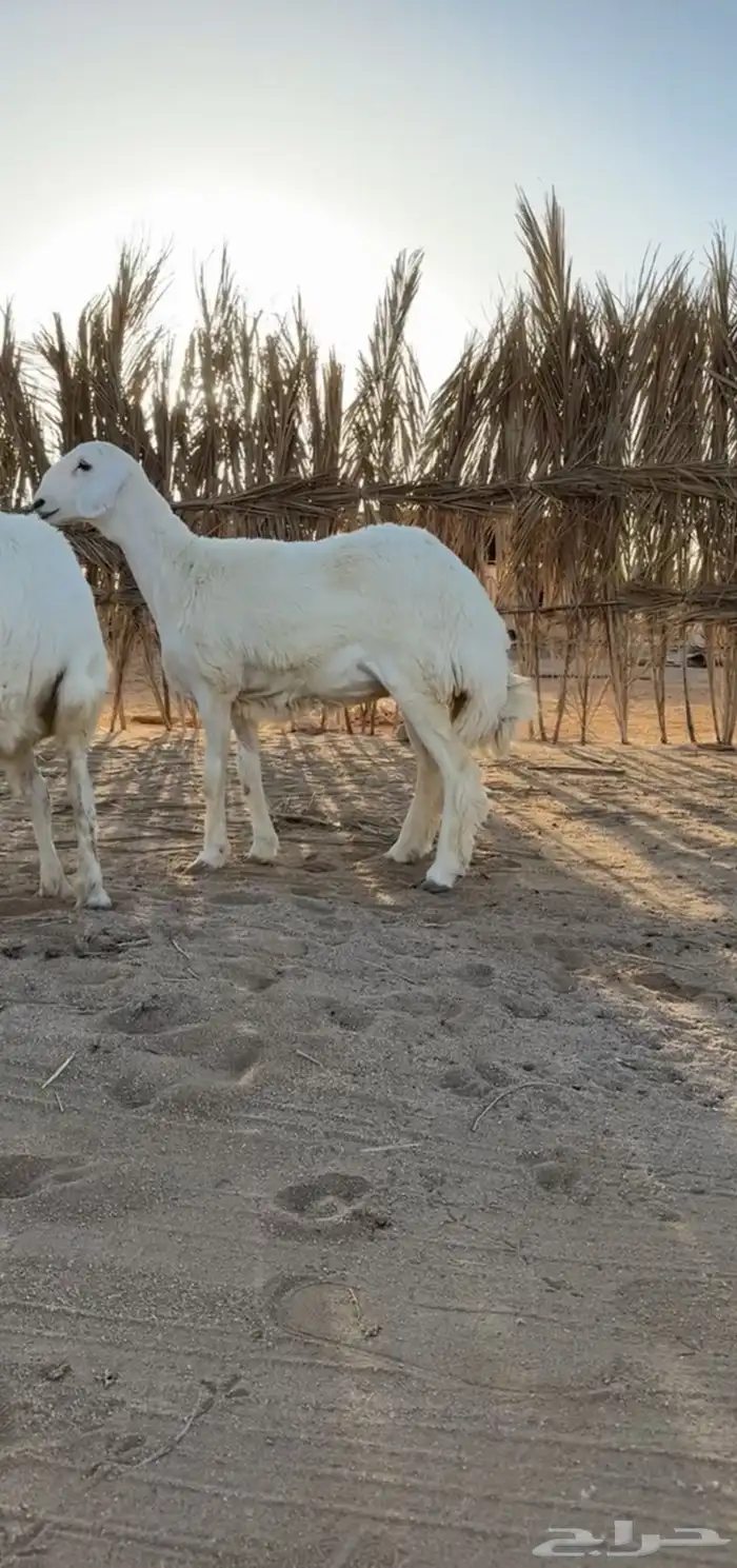 رخل حريه صنف ومعرفه تم البيع 2