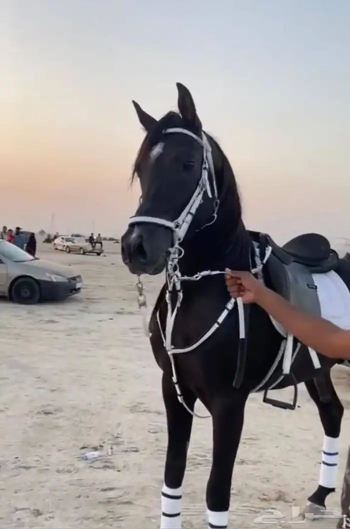 حصان للبيع تم البيع 0