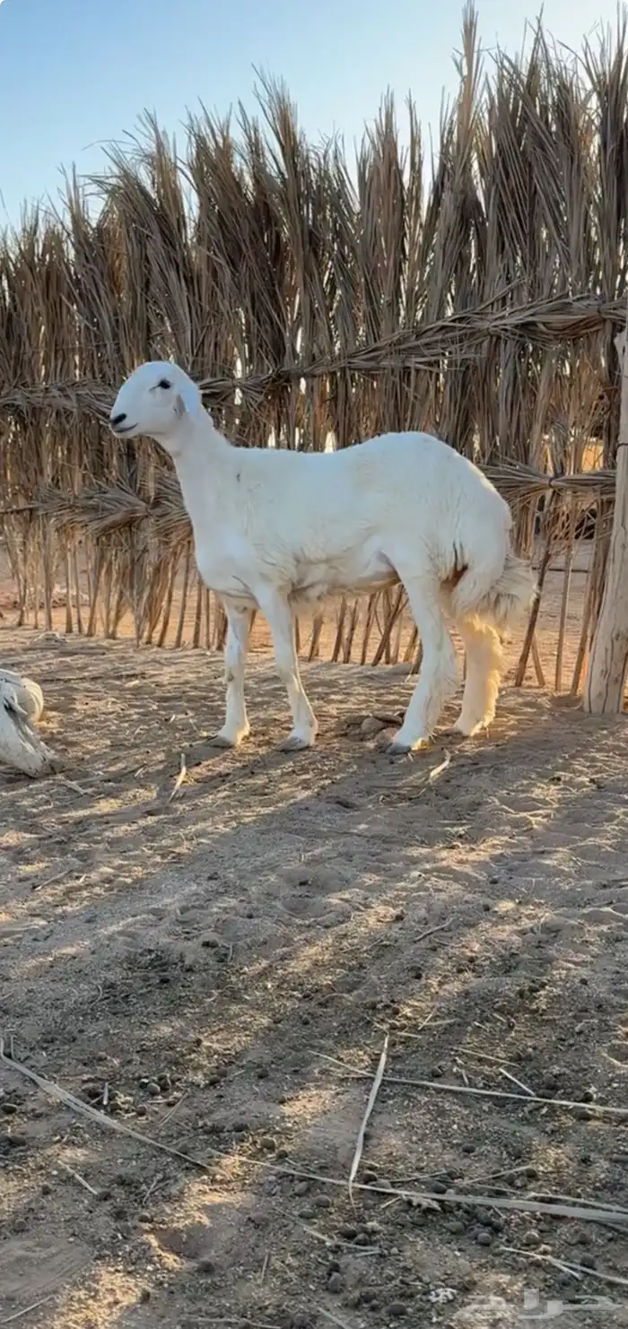 رخل حريه صنف ومعرفه تم البيع 1