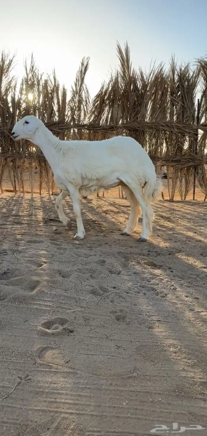 رخل حريه صنف ومعرفه تم البيع 3