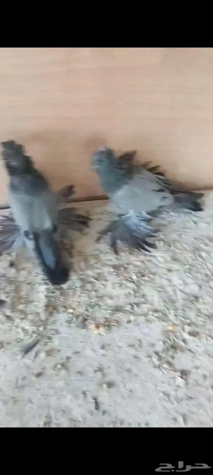 للبيع طبه بخارا مستوى بطل تم البيييع 0
