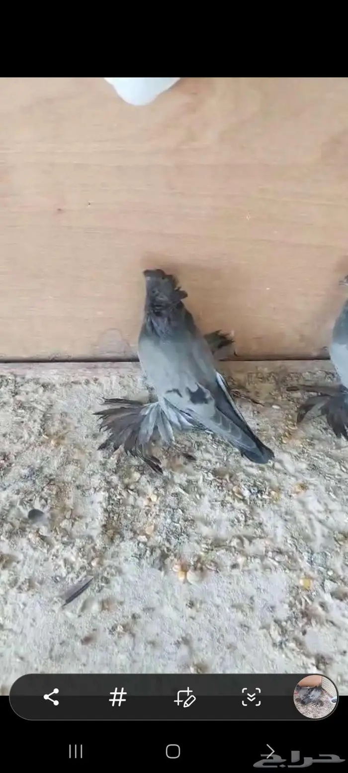 للبيع طبه بخارا مستوى بطل تم البيييع 1