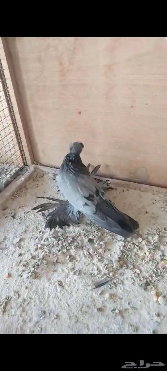 للبيع طبه بخارا مستوى بطل تم البيييع 11