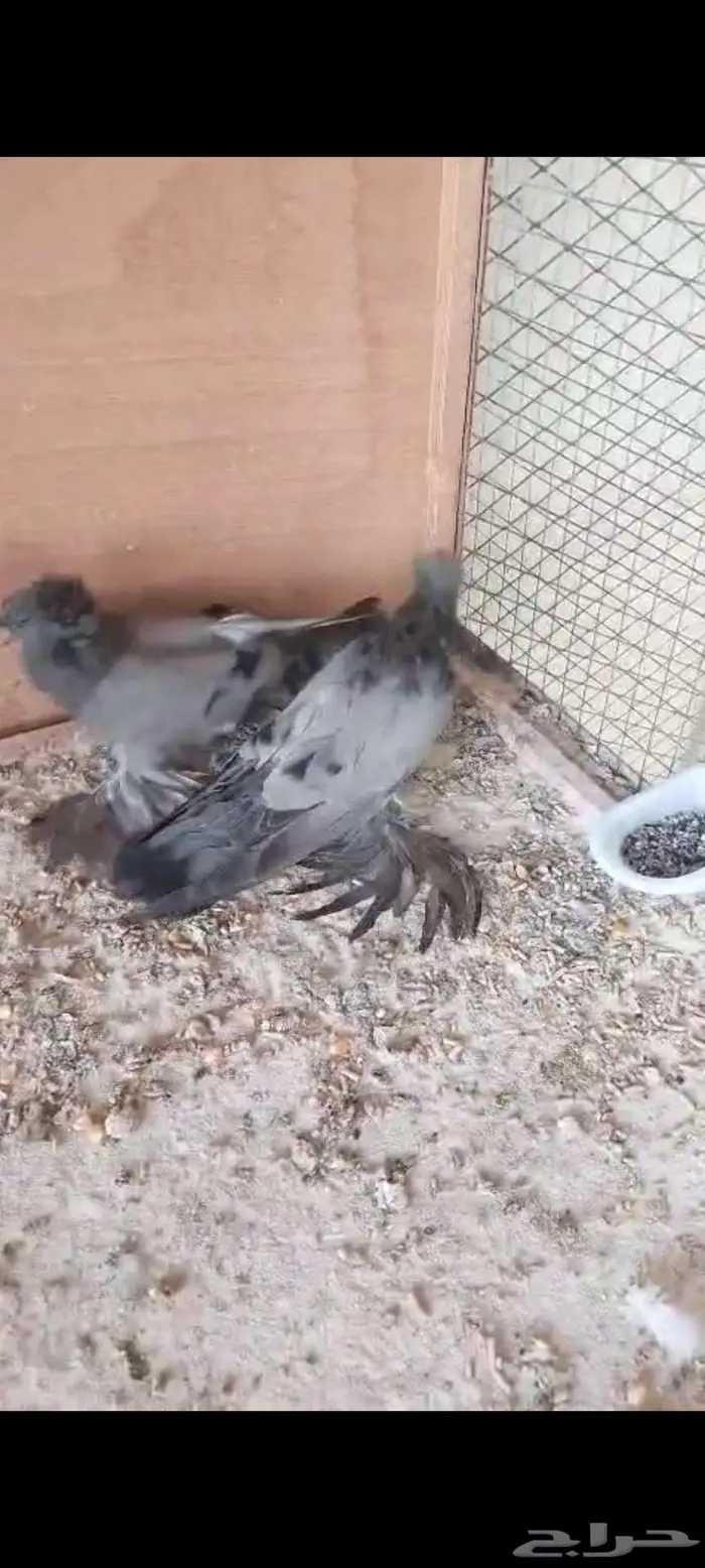 للبيع طبه بخارا مستوى بطل تم البيييع 10