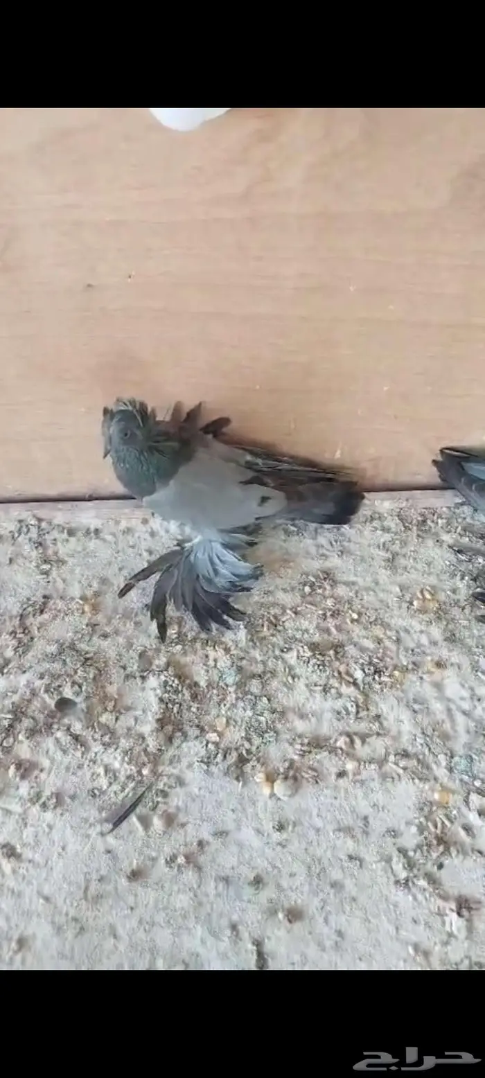 للبيع طبه بخارا مستوى بطل تم البيييع 6