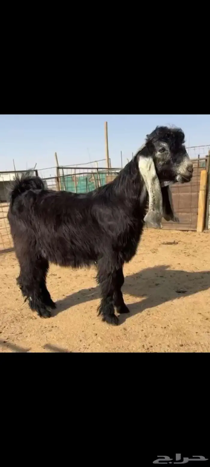تم البيع 1