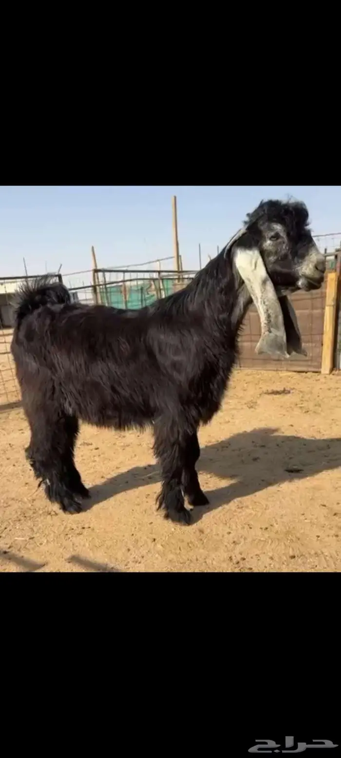 تم البيع 2