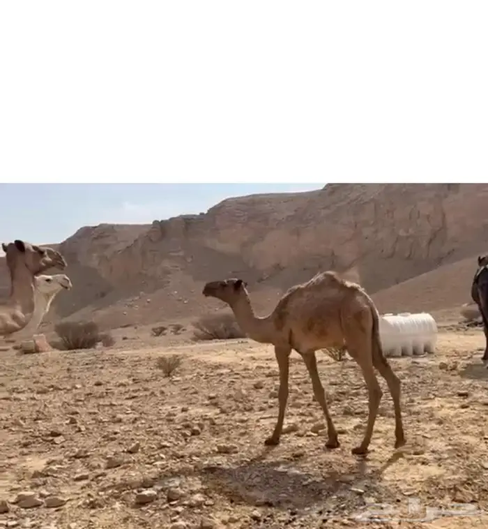 ابل 2