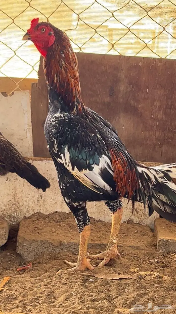 العنوان صبيا. الرونه 1