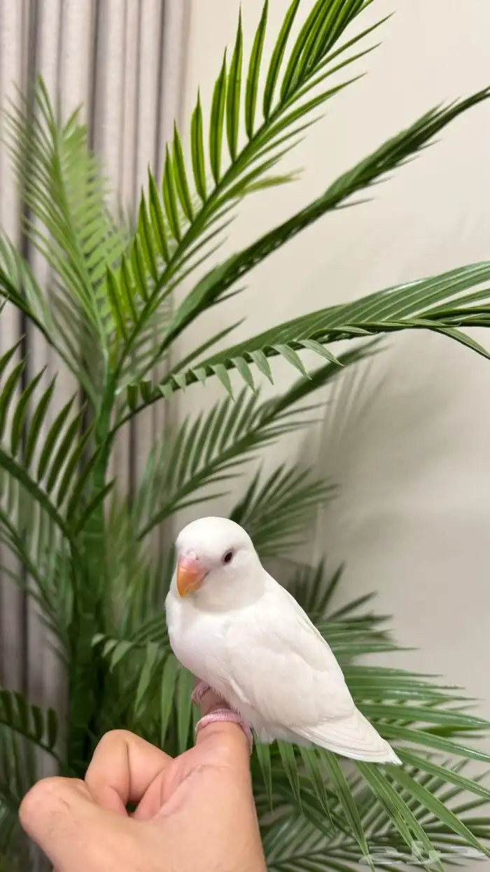 طير 2