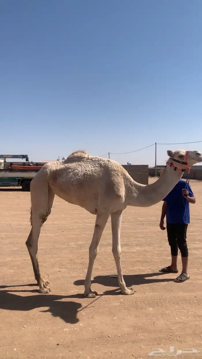 للبيع 0