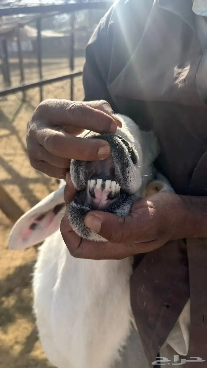فحل للبيع 1