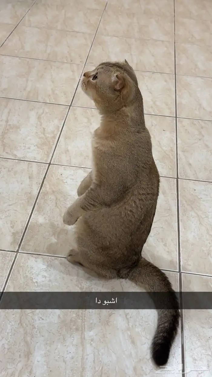 ذكر سكوتش فولد بيور 3