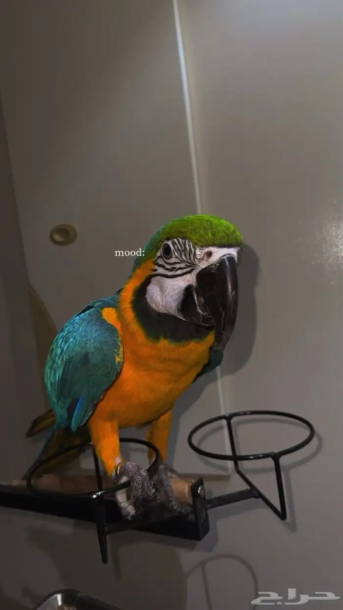 ببغاء 0