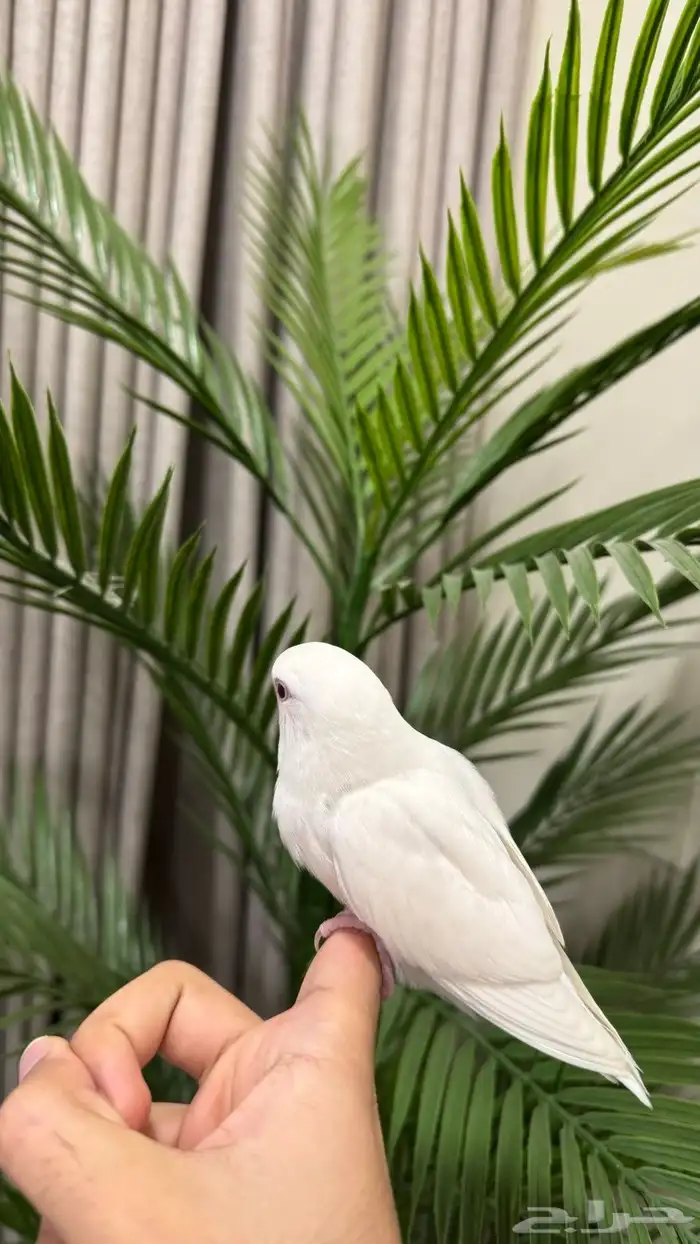 طير 0