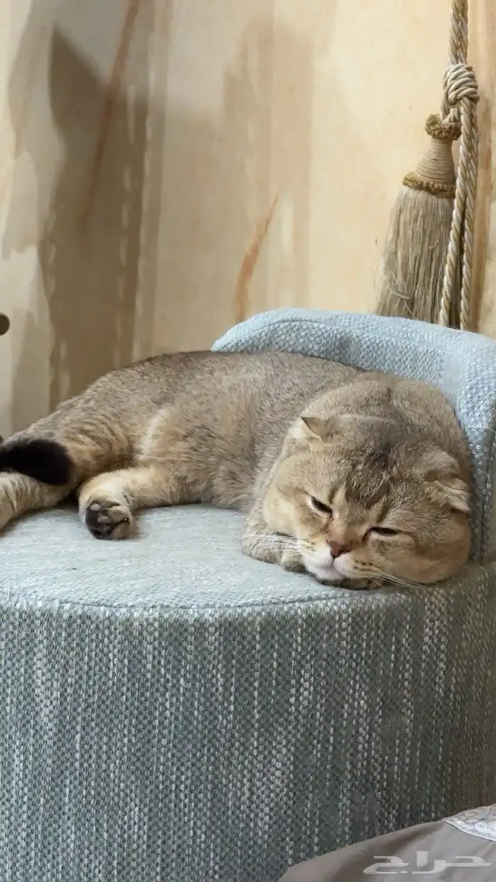 ذكر سكوتش فولد بيور 4