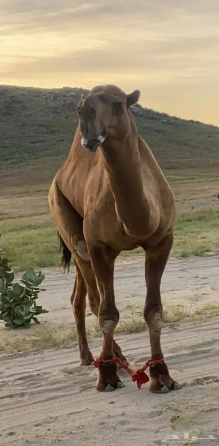 بعير احمر كفو 8