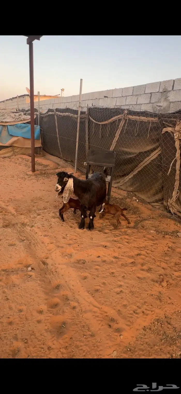 متابيع معزا 0