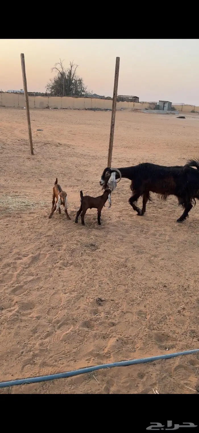 متابيع معزا 5