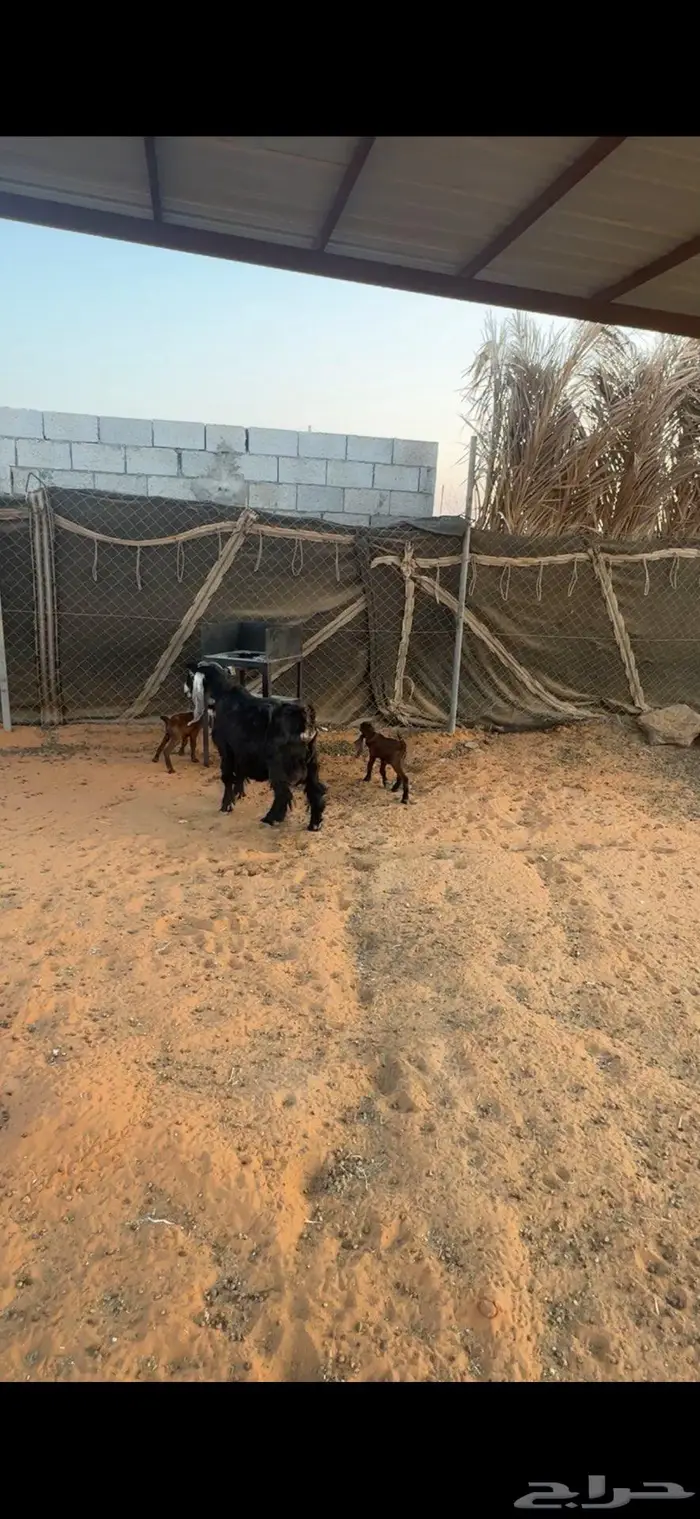 متابيع معزا 6