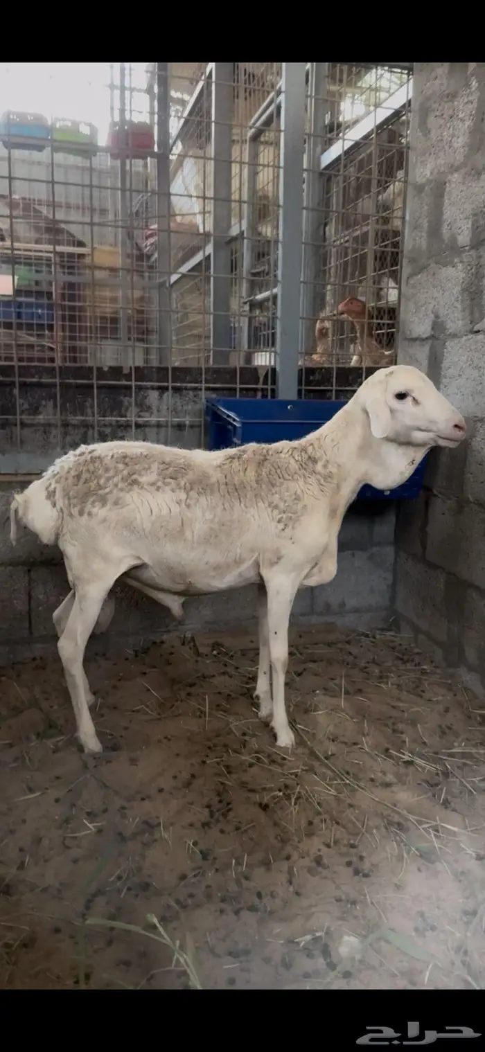 خروف بربري ابرص 0