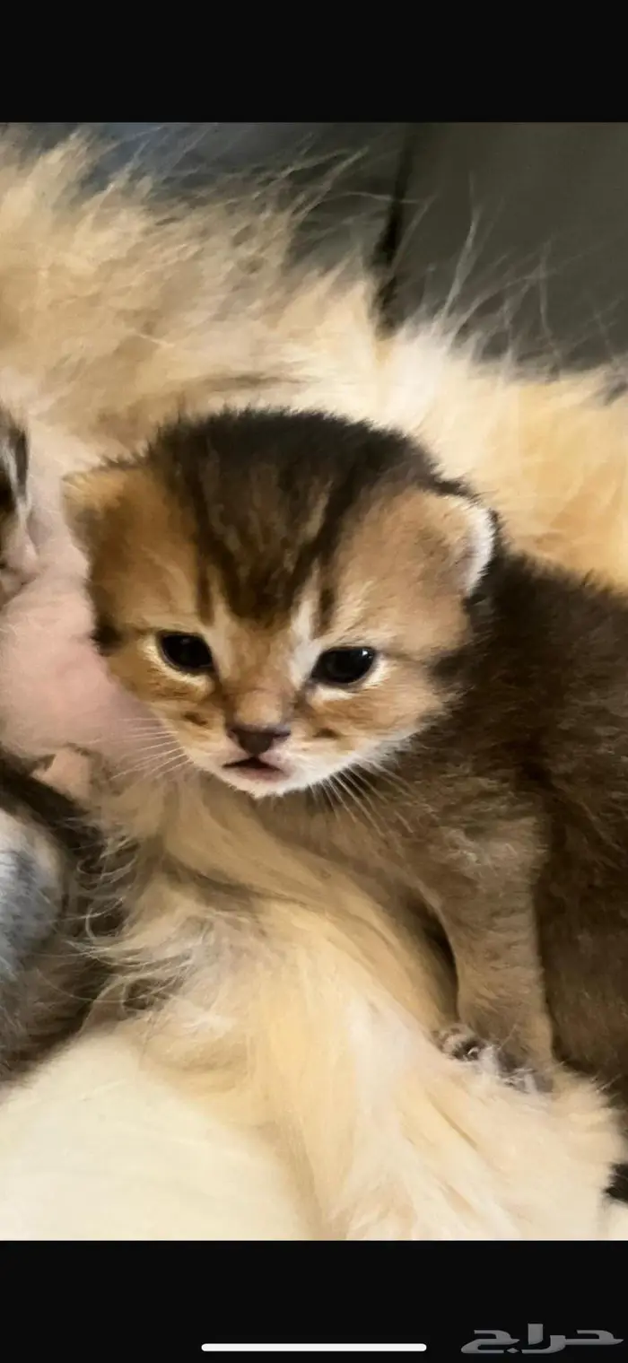 تزاوج قط ذكر (Scottish Fold Shorthair) 11