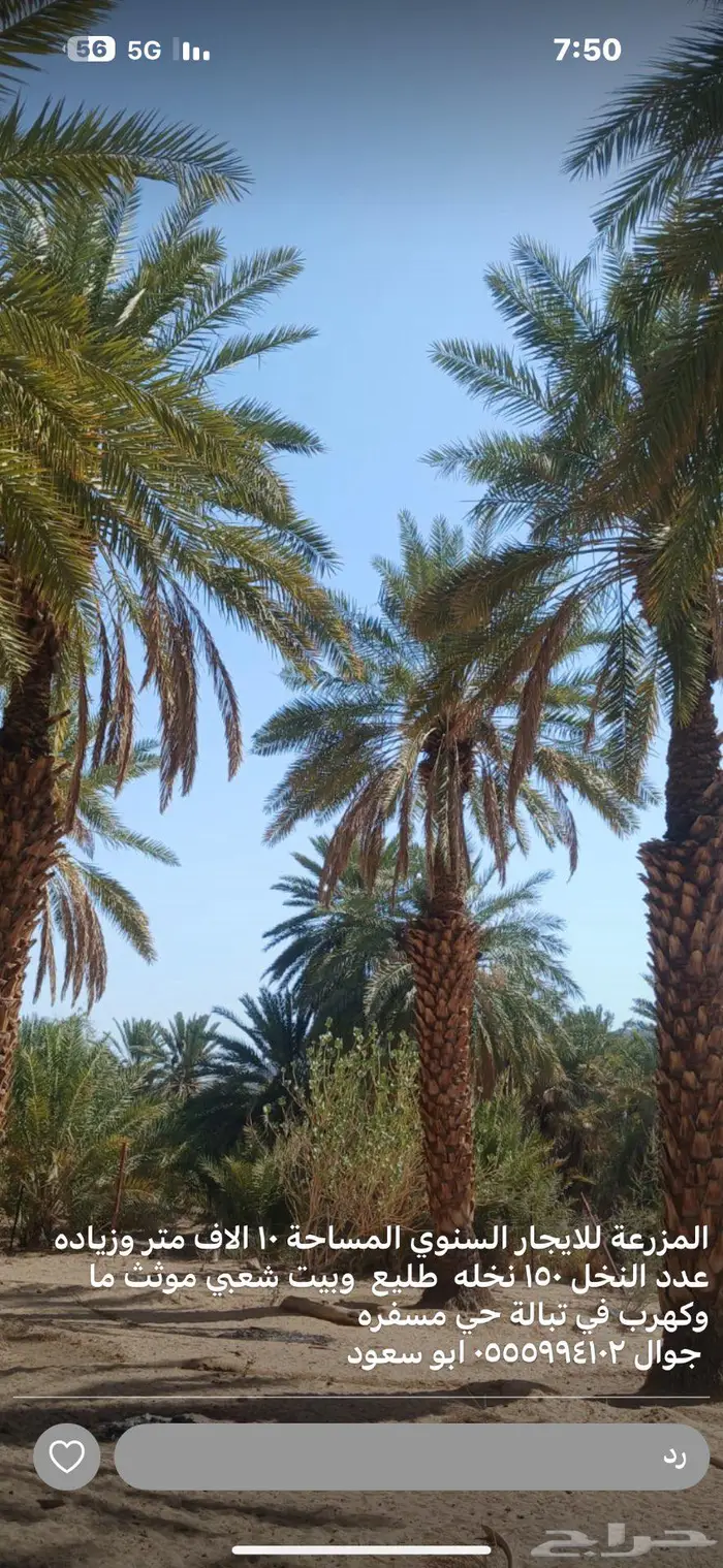 مزرعة مع بيت للإيجار بيشة تباله 0