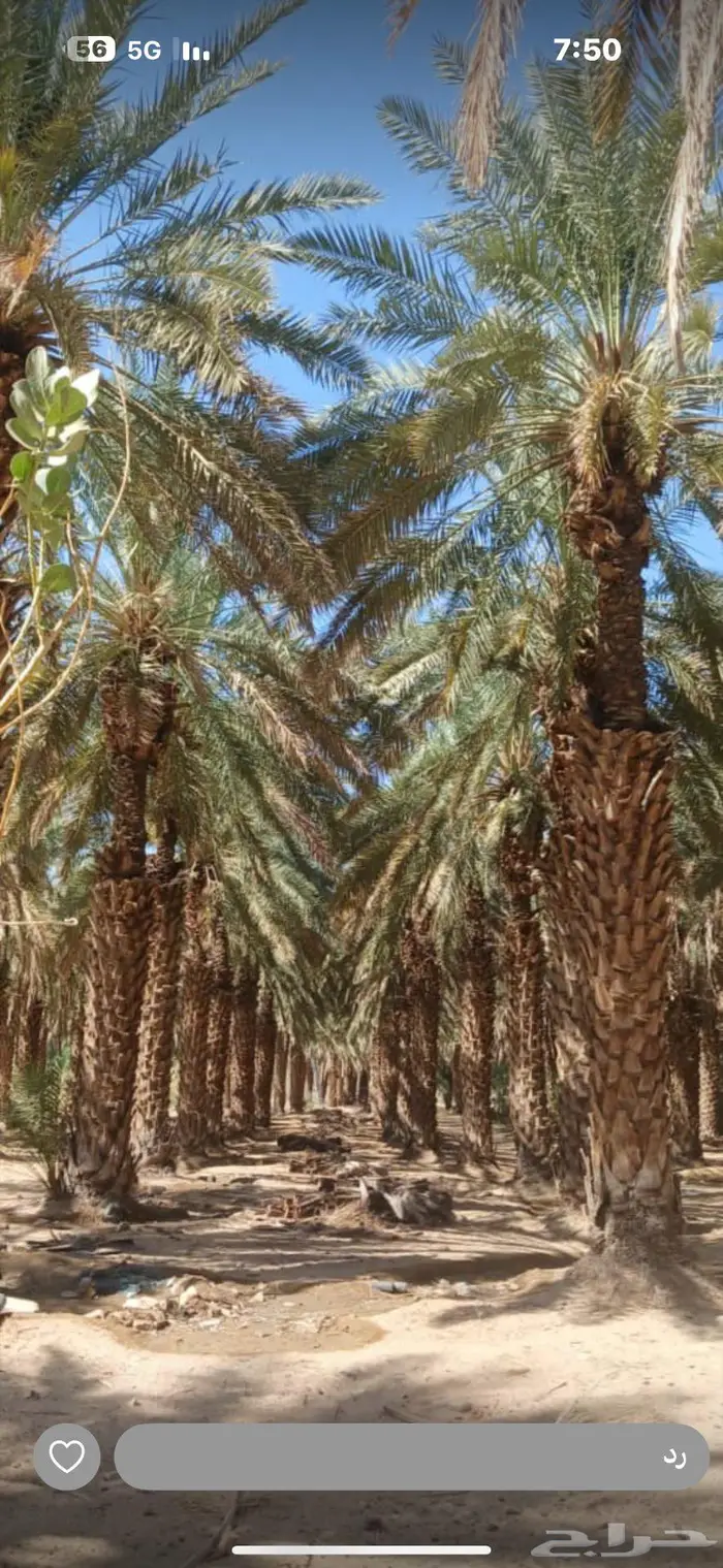 مزرعة مع بيت للإيجار بيشة تباله 1