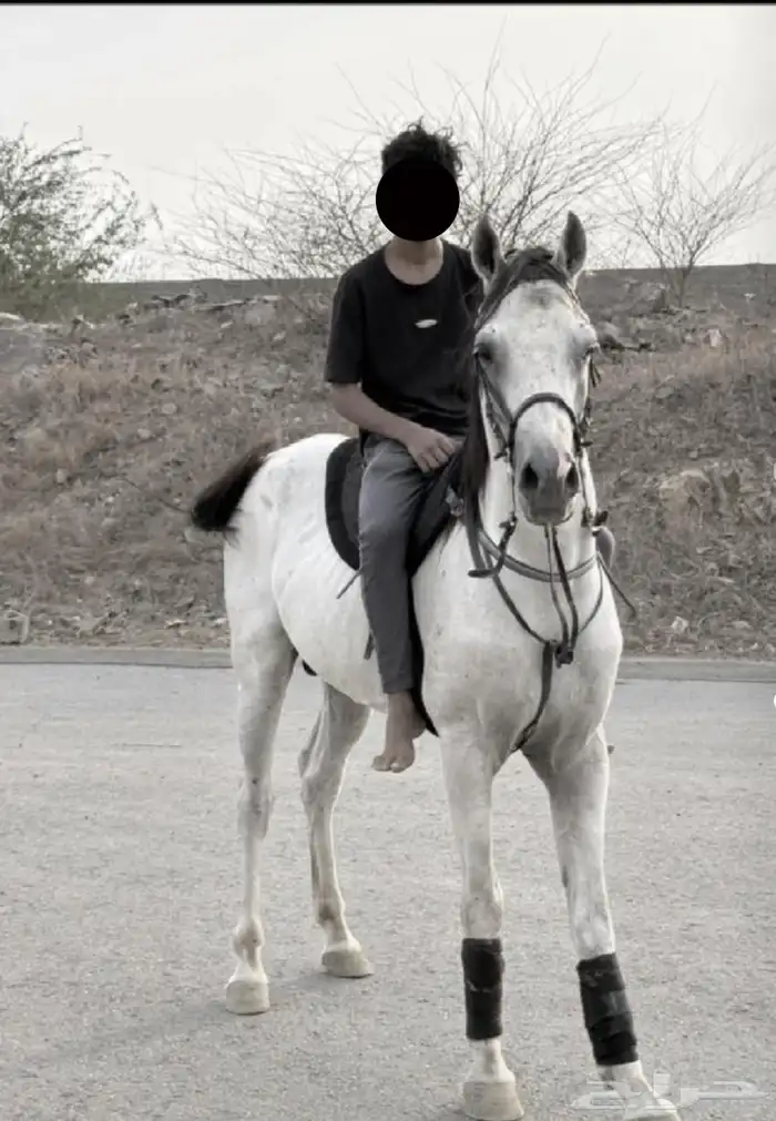 خيل جزيري 1