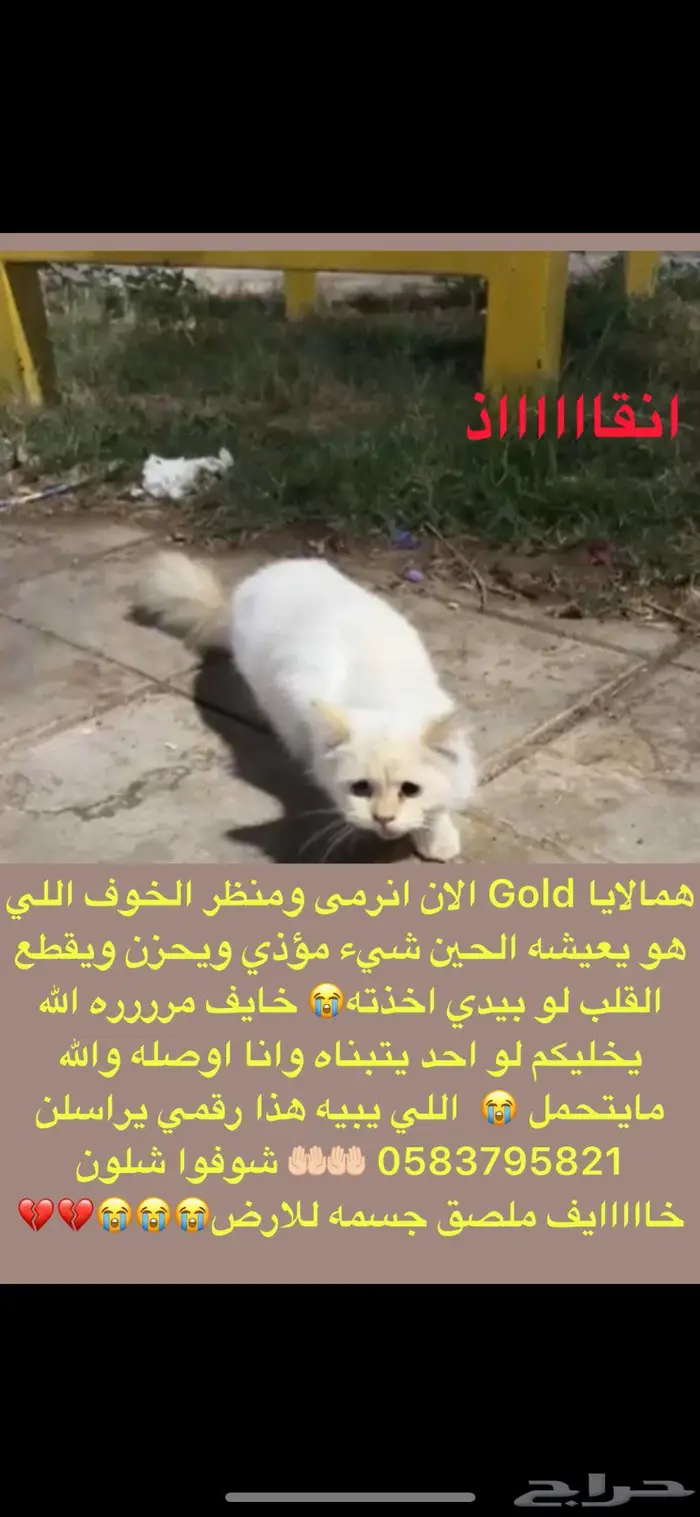 للتبني هملايا قولد 0