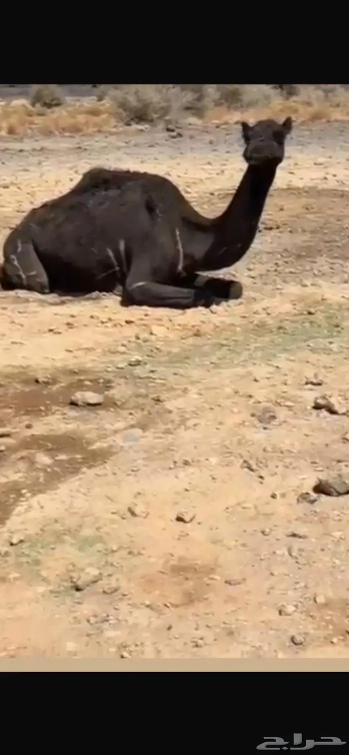 ناقه حايل جزر 0