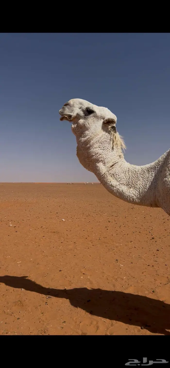 فحل أوضح للبيع 0
